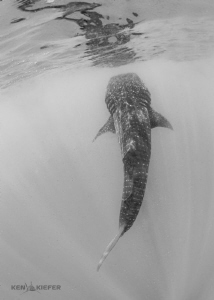 Just hanging out.
whale shark suspended vertically amids... by Ken Kiefer 